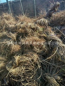 基地地址：揭秘绿色秘境