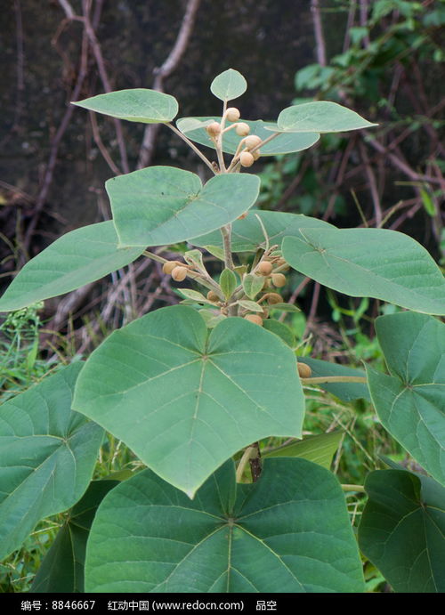 红榉木价格波动大