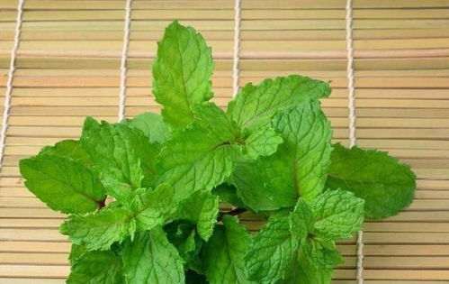 薄荷的用途