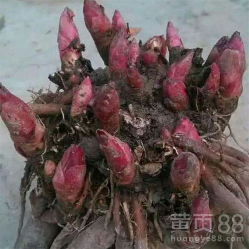 芍药发芽后如何护理才能开花？