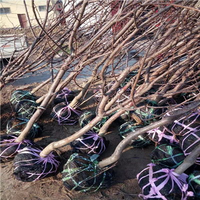 杏树带木质芽接，新芽冒出是个啥时辰？