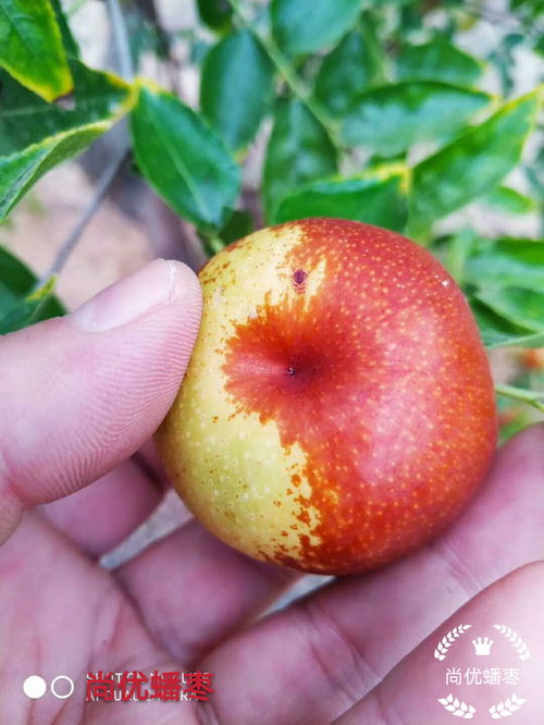 高压苗移栽要点