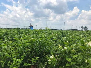 中国十大香花排名中，茉莉花香气袭人