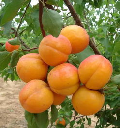 关中地区杏树种植时间选择：春种还是秋种？