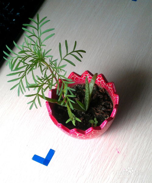 种植可食用花草， 需要注意的小细节