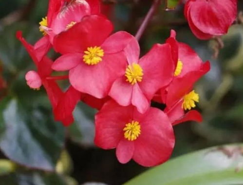 四季海棠种植时如何根据不同季节调整光照和浇水
