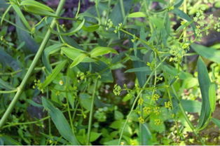 柴胡种子何时收获？成熟期如何判断这个？采收后如何科学保存？