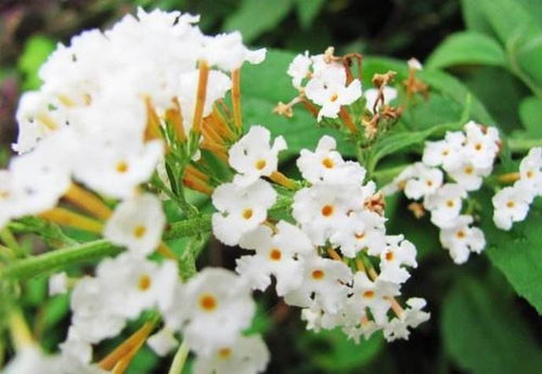 深圳绿化处的三大难题对策