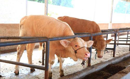 如何根据牛饲料和出肉比例科学配比肉牛饲料？