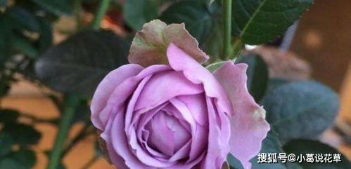 蓝色风暴， 花海中的蓝色精灵