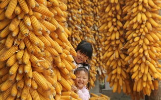 补苗对产量的影响