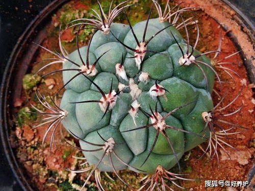金虎仙人球开花周期是多久？如何根据生长特点判断最佳开花时间