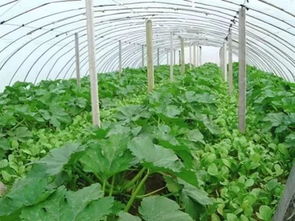 苗木种植的人工费计算