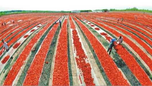 新疆干旱少雨， 但天山雪水配上滴灌技术，戈壁滩也嫩变绿洲