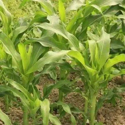 氟苯虫酰胺：防治鳞翅目害虫的“特效药”