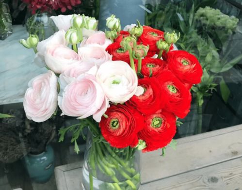 花毛茛长太高？巧妙修剪