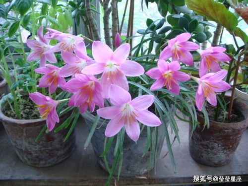 花花藤根的顽强生命力