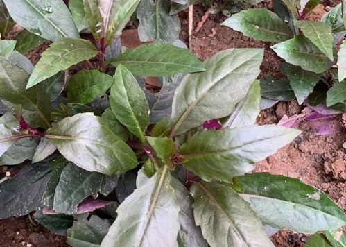 丹参种子九月育苗：可行否？如何操作？