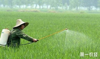 防治方法与注意事项