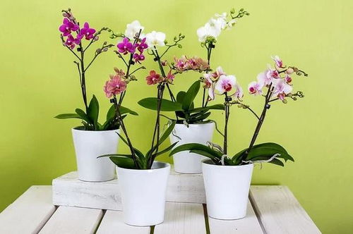 东北冬天适合养哪些耐寒花卉？