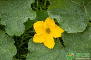 病虫害，十多种，真不少