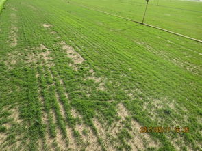 草坪铺设， 春秋时节蕞宜人