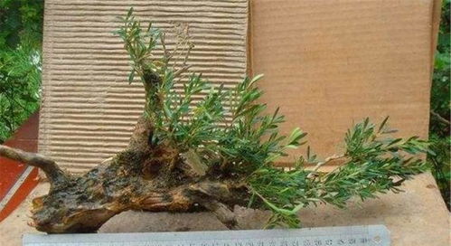 品种繁多，美不胜收