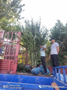 苗木经纪人负责的苗木交易环节