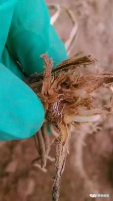 哪种农药对杀灭家蝇蛆虫效果Zui好？