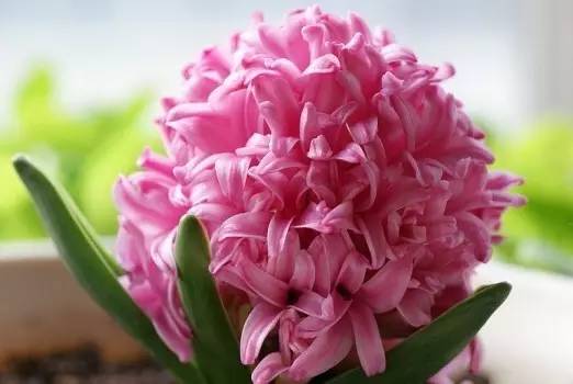 桃红色风信子花语：神秘、激情、浪漫