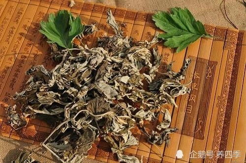 蕲艾功效显著，用对是宝