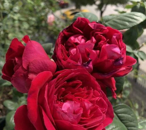 红色月季， 喜庆的使者