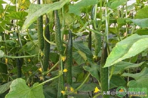 揭秘黄瓜“黄头”现象：种植过程中的常见问题及对策