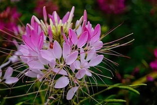 北方干旱带，也有高招