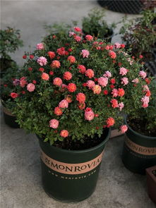 修剪枝条的技巧