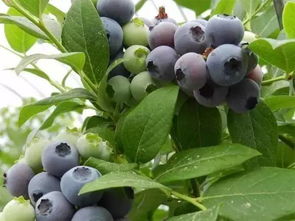 夏天管理蓝莓树，如何确保果实丰收