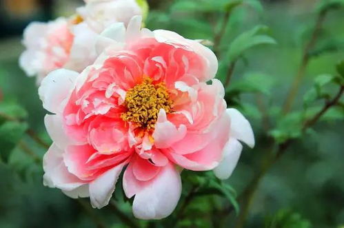 牡丹花种子怎么种？新手也能学会的种植方法