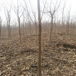 辽宁苗圃的数据告诉我们什么？