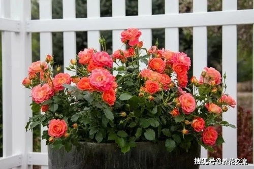 发现黑斑病，要快刀斩乱麻