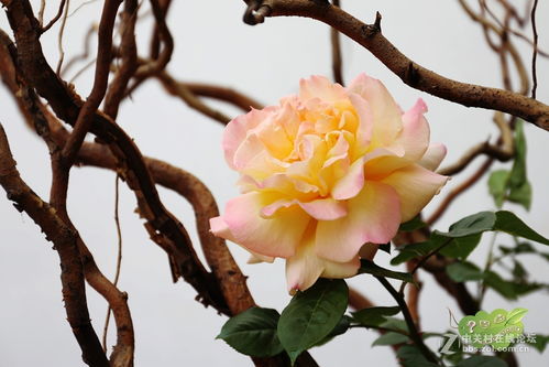 月季花开，郑州情浓