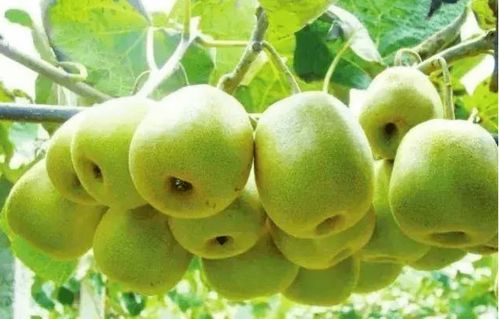 猕猴桃，除草剂要小心用