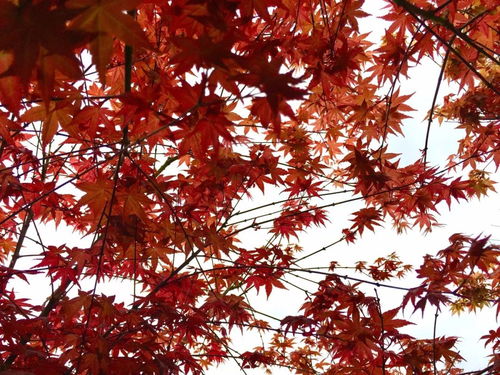 日本红枫绽放之谜，为何如此绚烂