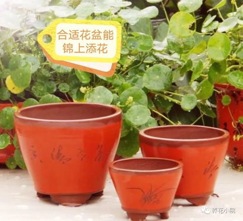 花卉播种选育苗盆，哪种材质更适合植物生长
