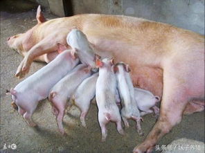 猪流行性腹泻不打针，产房仔猪水样腹泻怎么急救和防控？