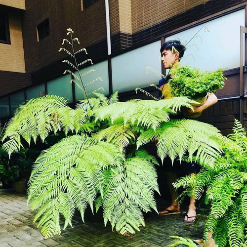 井栏边草：矿山复绿的先锋