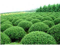 海桐胸径测量的那些事儿