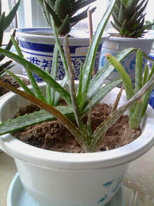 库拉索芦荟繁殖，如何从叶片分离