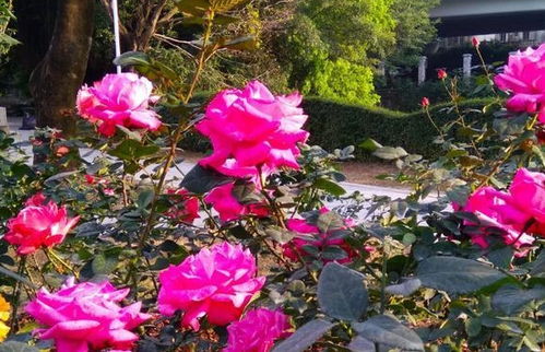 室外绿化，病虫害防治hen重要