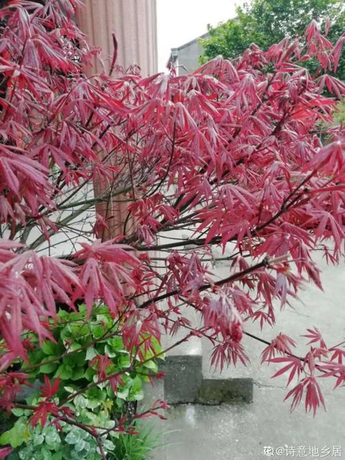 养梅花的技术学问