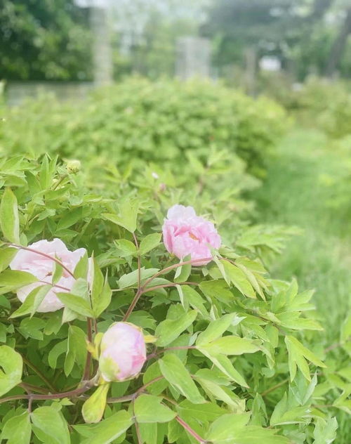 揭秘：如何区分正宗中原牡丹与紫斑牡丹？
